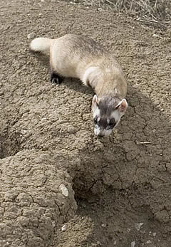 Black footed ferret